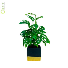 Monstera Obliqua With Gold Pot