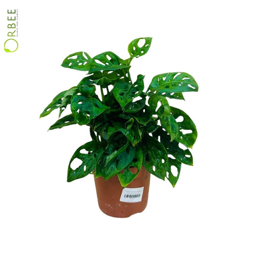 Monstera obliqua