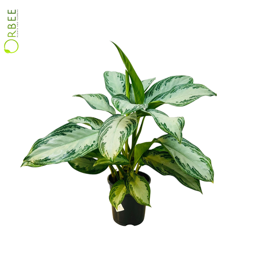 Aglaonema Silver Bay