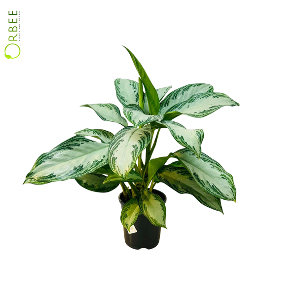 Aglaonema Silver Bay – orbeeflowers