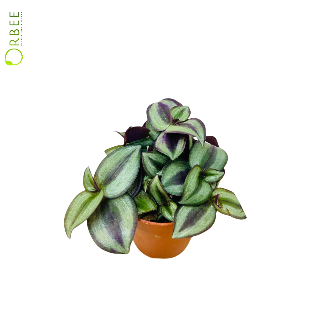 Tradescantia Zebrina