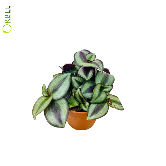 Tradescantia Zebrina