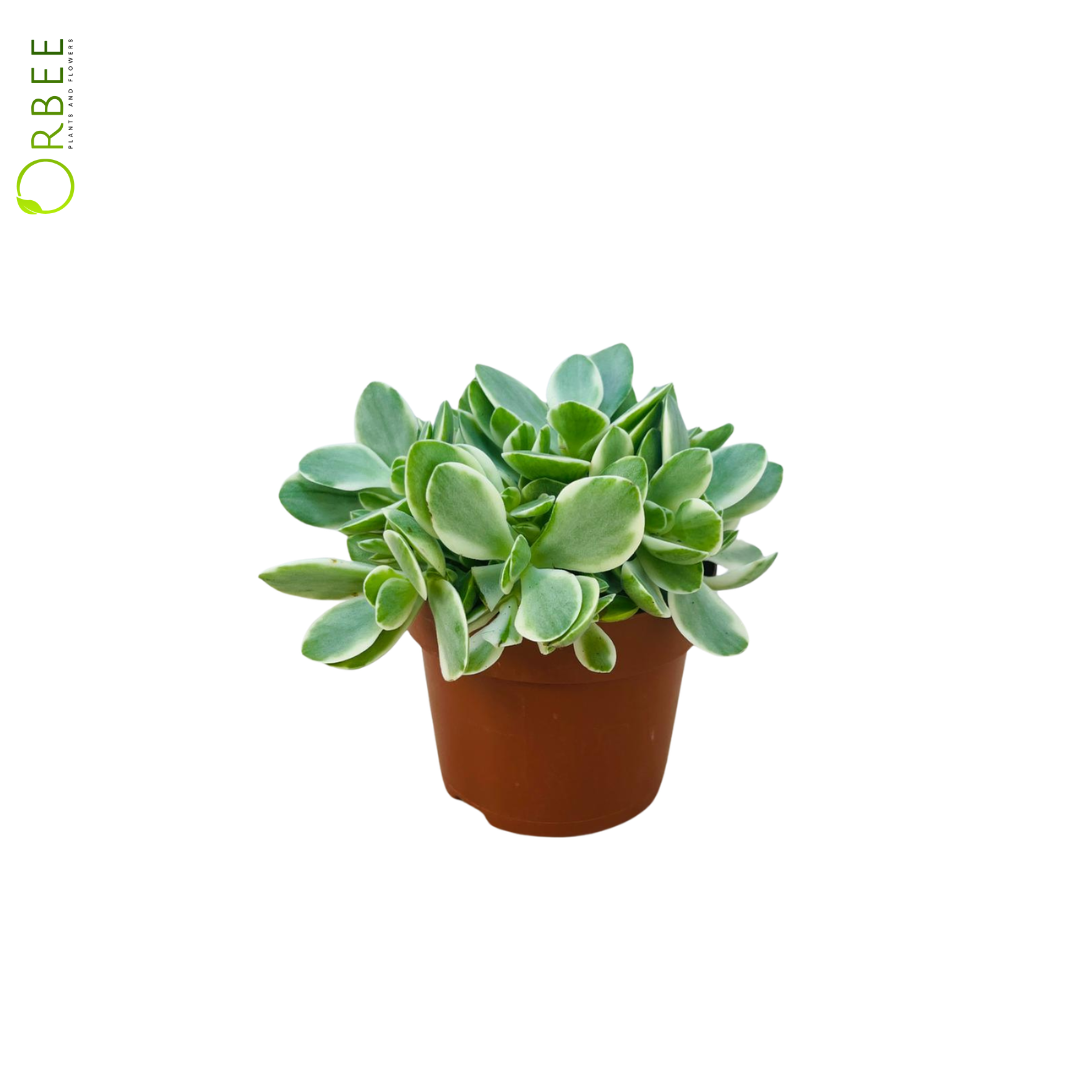 Crassula Moneymaker