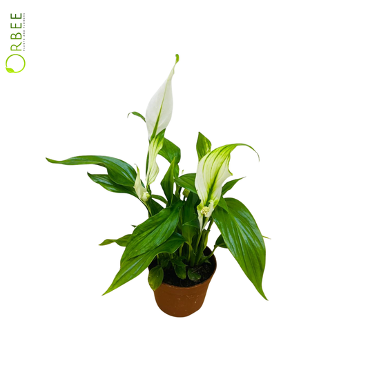 Spathiphyllum Chopin
