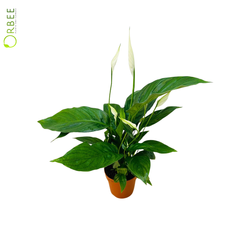 Spathiphyllum Vivaldi