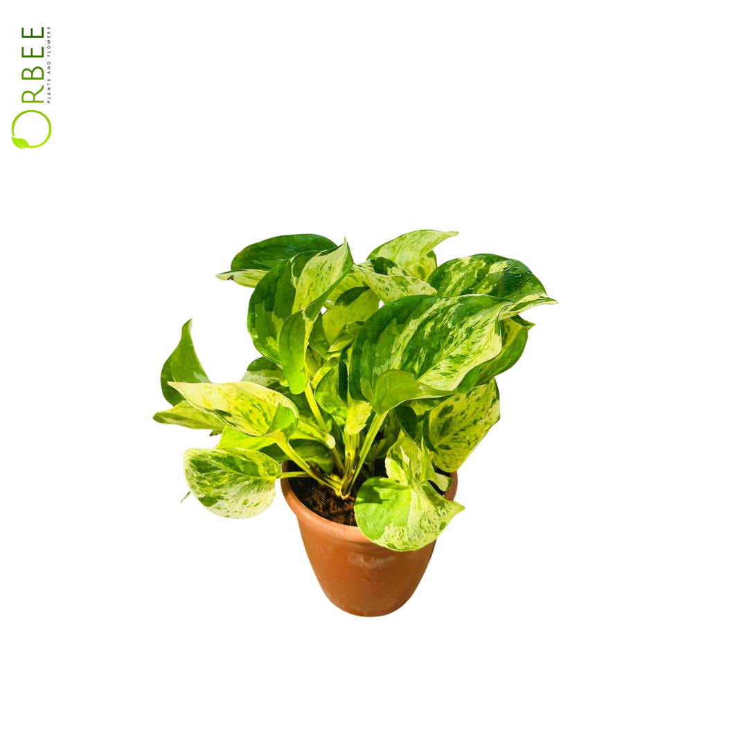 Epipremnum Aureum Compacta