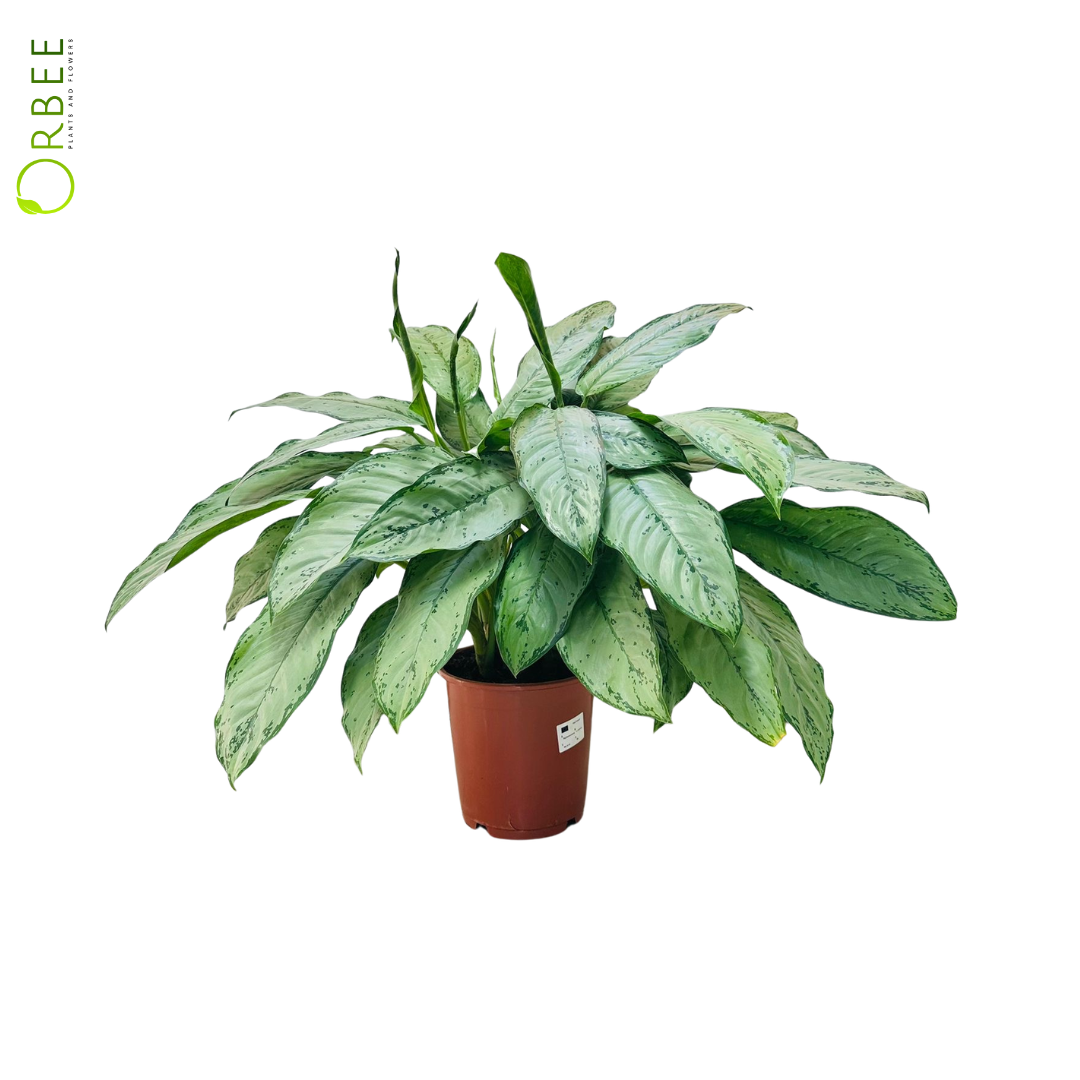 Aglaonema ‘Freedman’