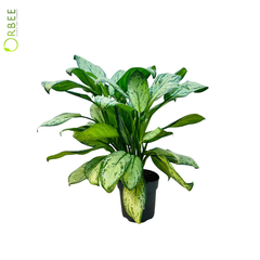 Aglaonema ‘Maria Cristina’