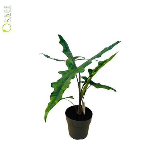 Alocasia ‘Sabrina Narrow’