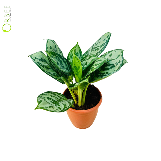 Aglaonema ‘Green Lantern’