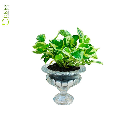 Epipremnum Pinn. N'Joy With Glass Vase