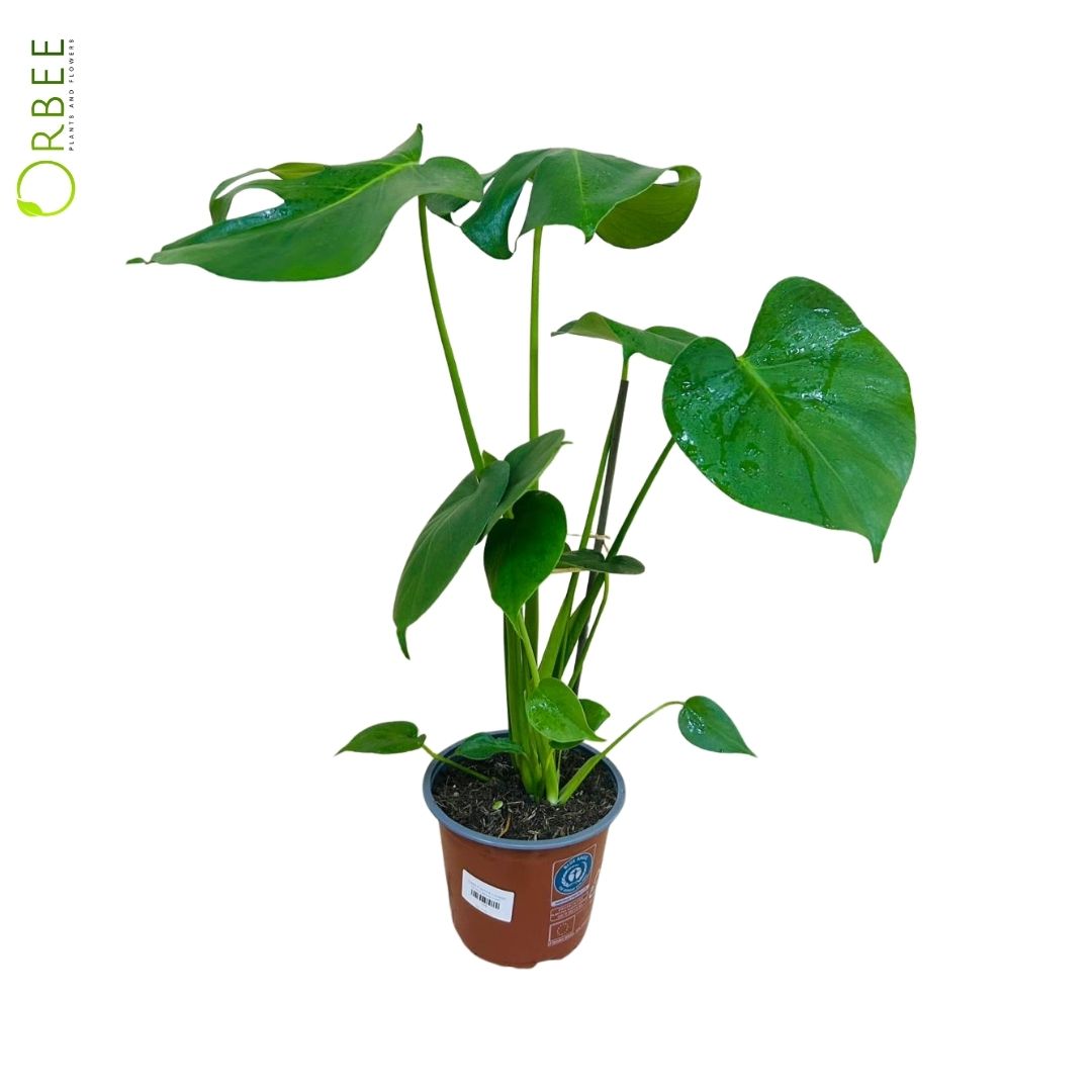 Monstera Deliciosa