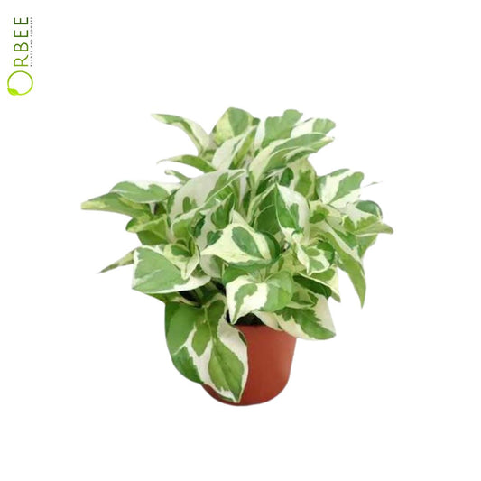 Epipremnum Pinn. N'Joy