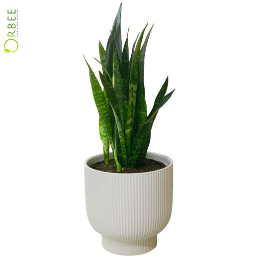 Snake Plant in Ceramic pot