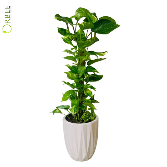 Epipremnum pinn. Mosstick With Ceramic pot