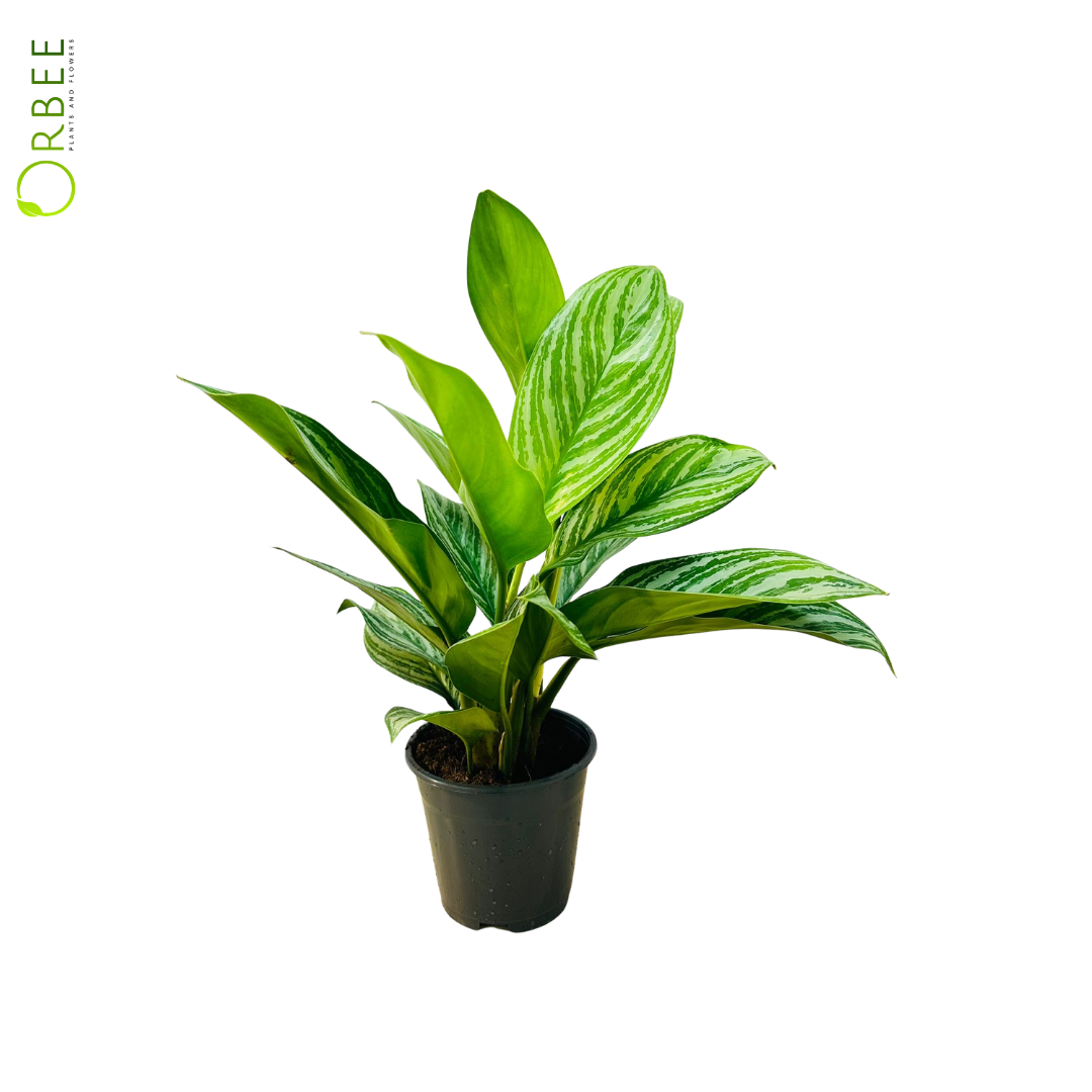 Aglaonema Stripes