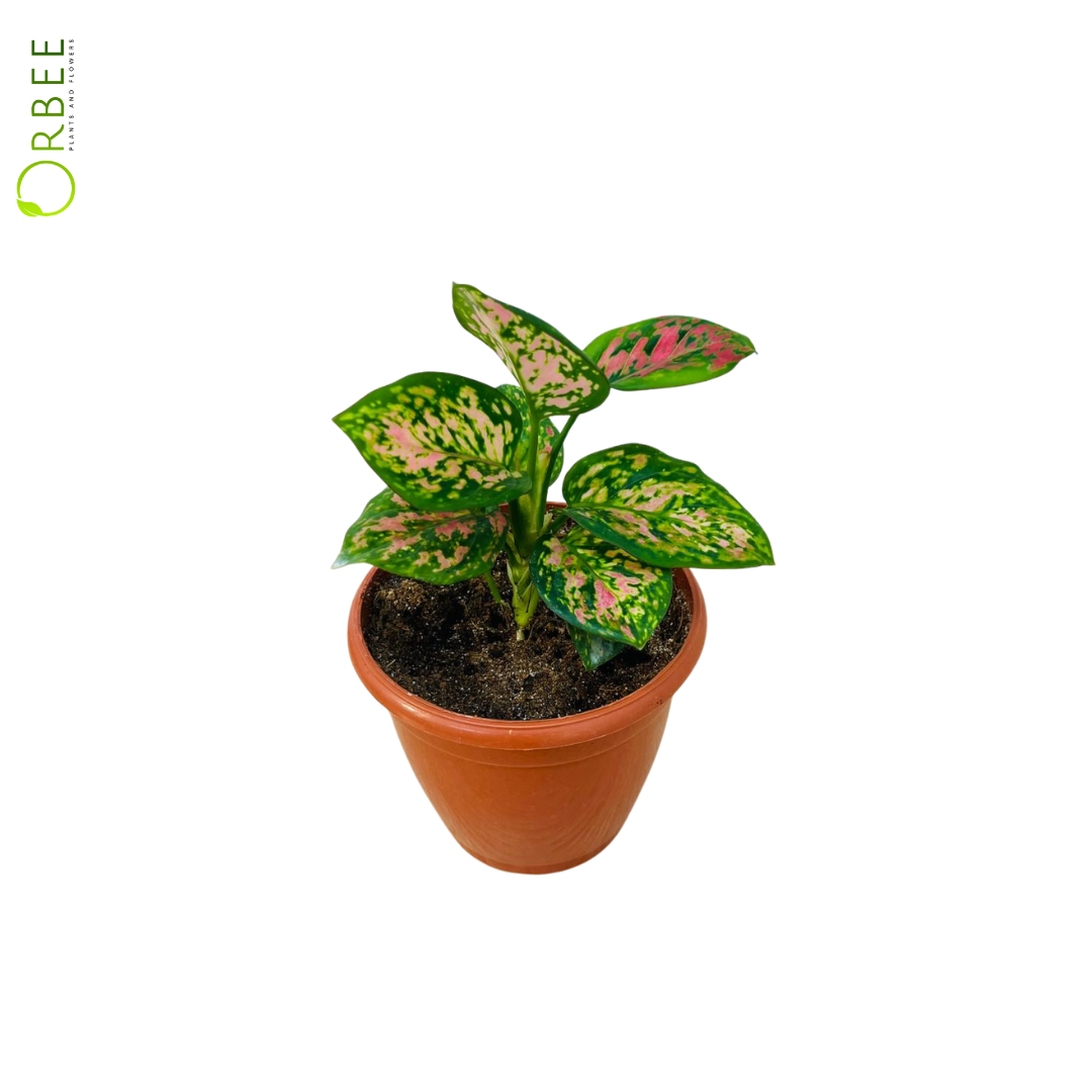 Aglaonema Rotundum Anjamanee