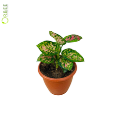 Aglaonema Rotundum Anjamanee