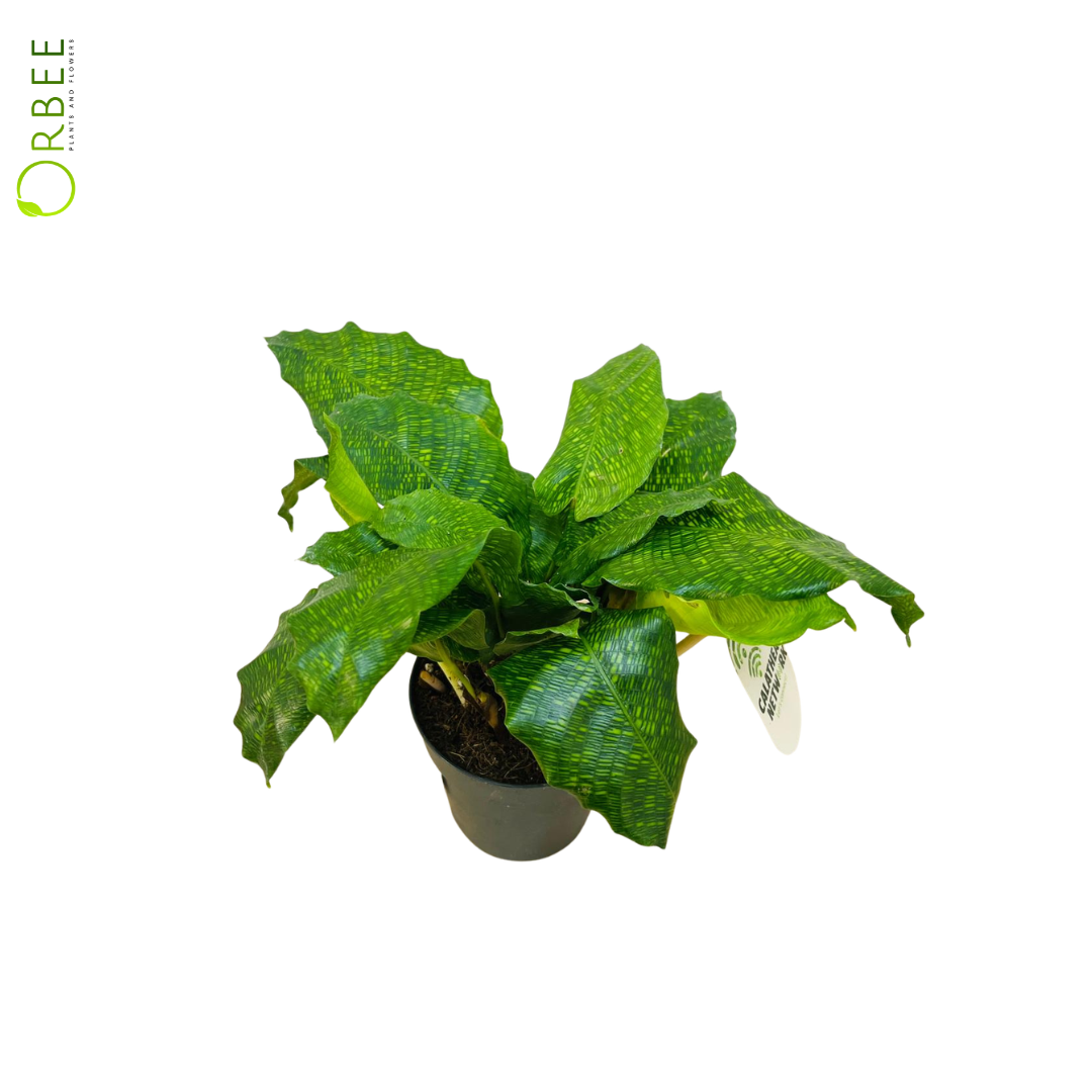 Calathea Network