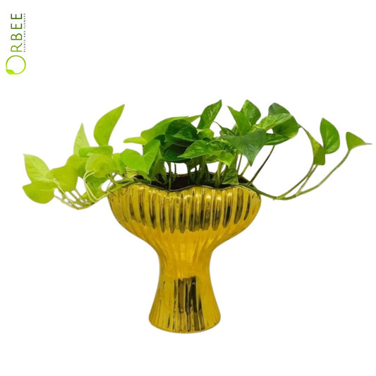 Epipremnum Golden Pothos With Gold Pot