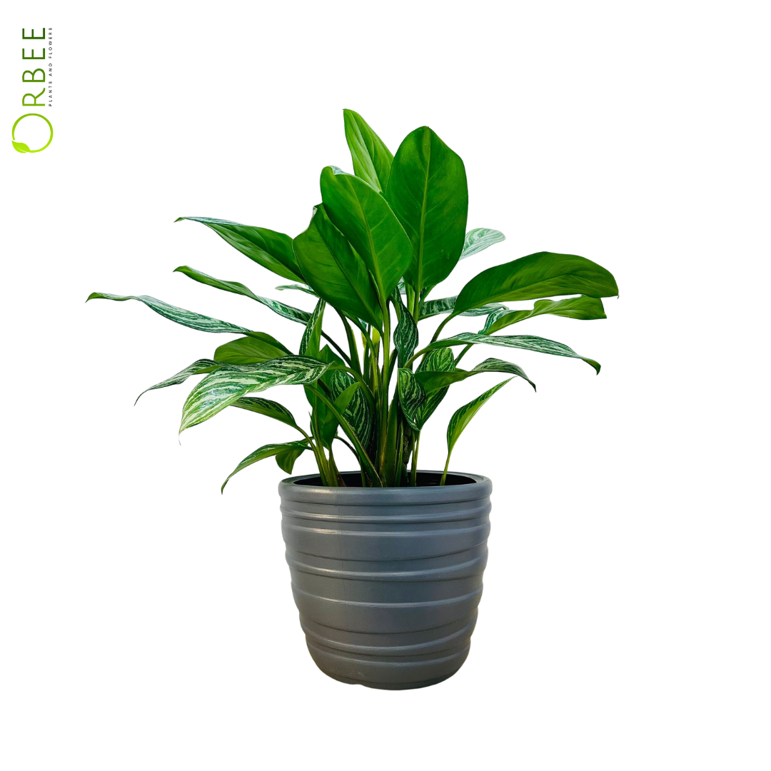 Aglaonema ‘Stripes’ Grey Patterned Pot