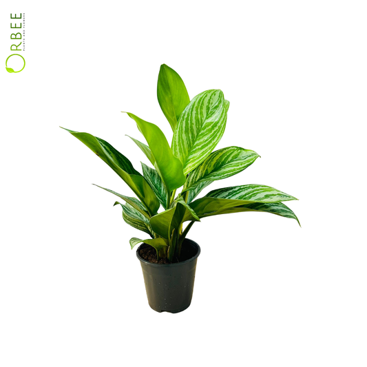 Aglaonema Stripes