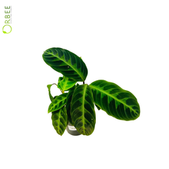 Calathea Warscewiczii