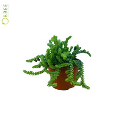 Crassula lycopodioides