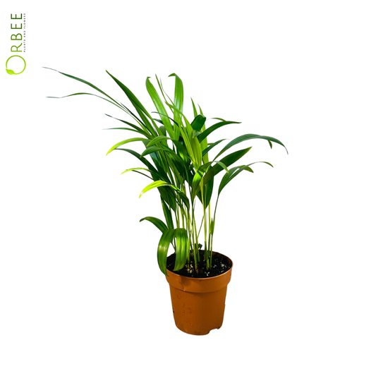 Dypsis lutescens (Areca Palm)