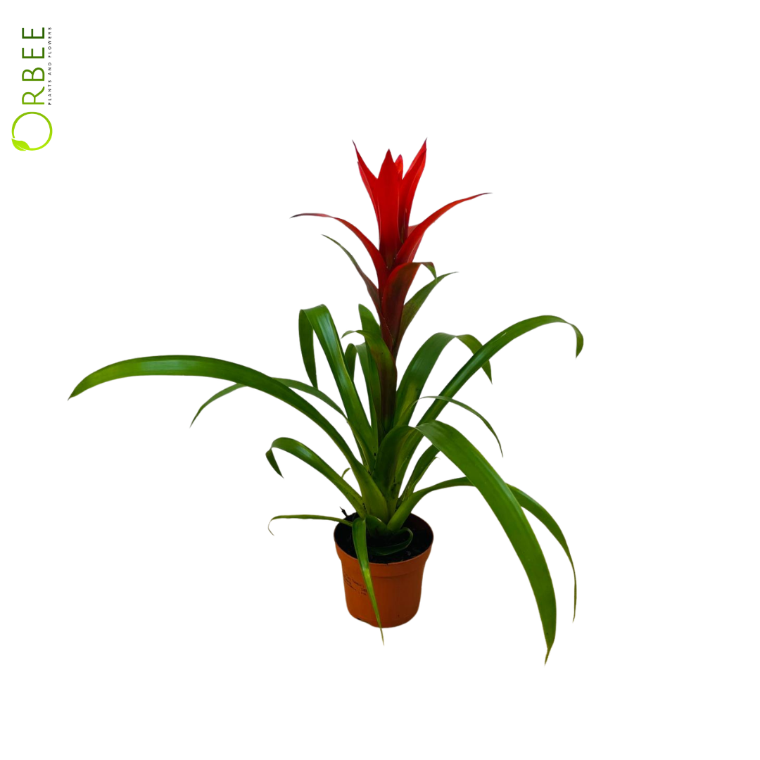 Guzmania Ostara