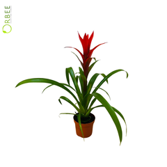Guzmania Ostara