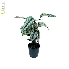 Calathea maj. Whitestar