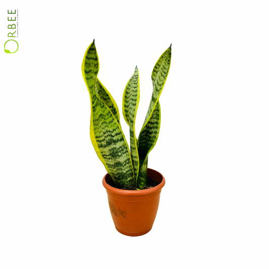 Sansevieria trif. futura