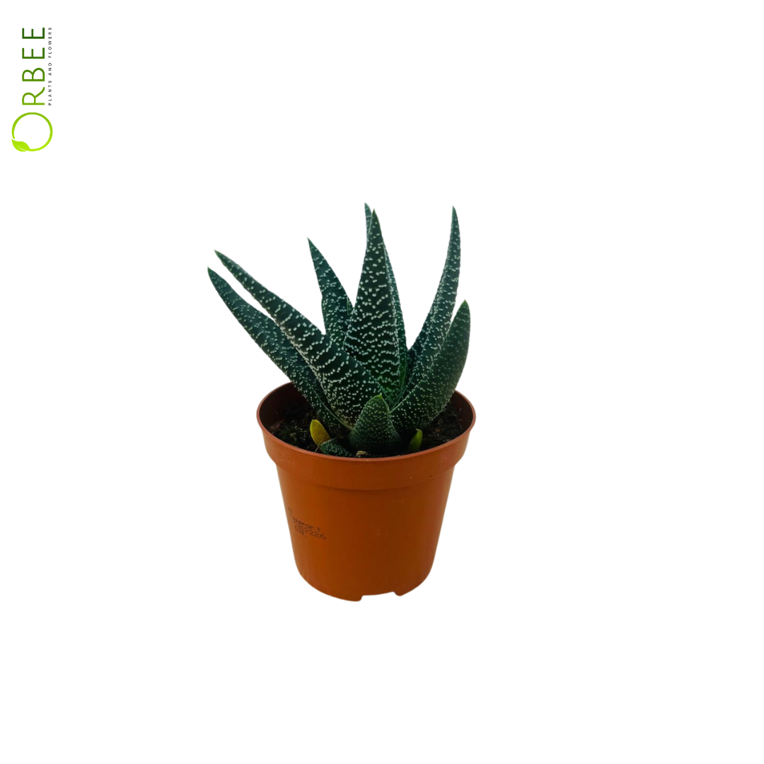Gasterhaworthia
