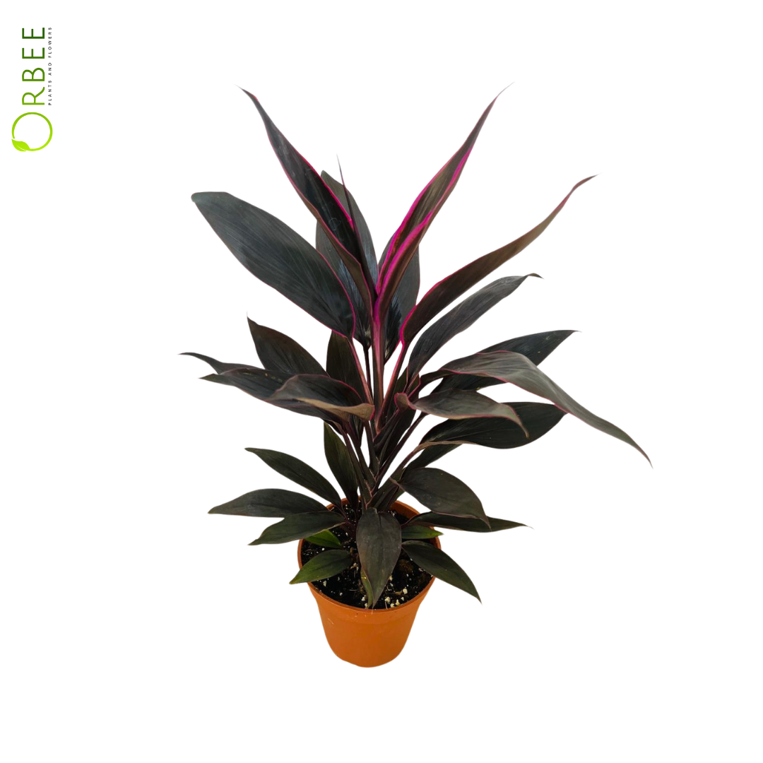 Cordyline Mixed
