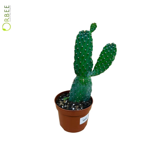 Consolea Rubescens
