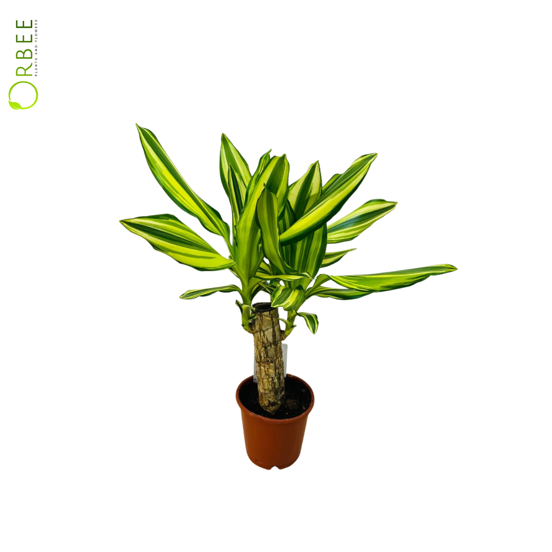 Dracaena fr. Mixed