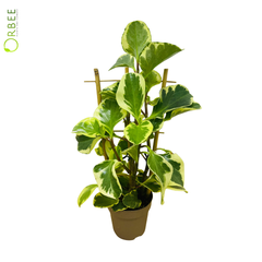 Peperomia obtusifolia 'Bicolor'
