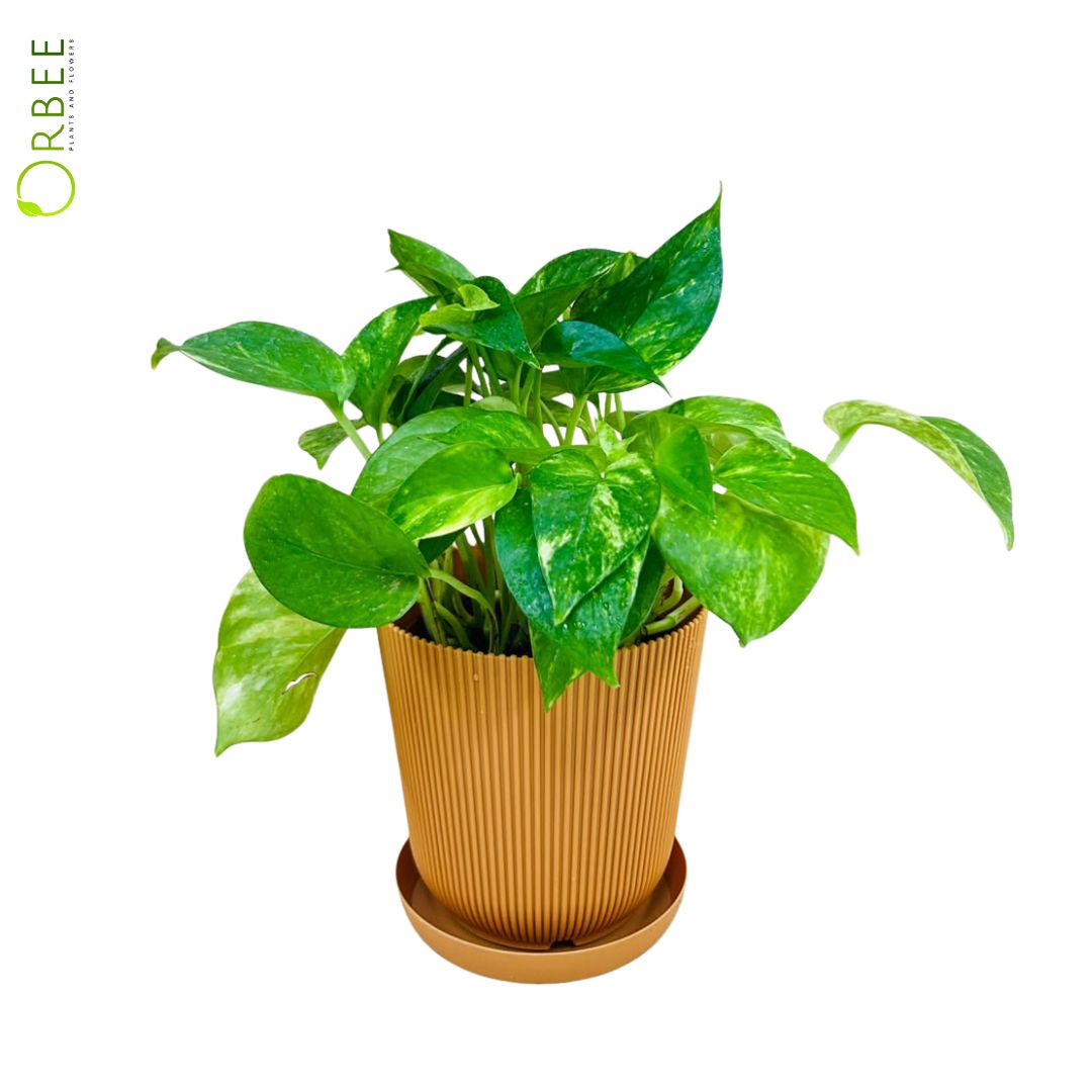 Epipremnum Aureum Hi-Color Plastic Pot
