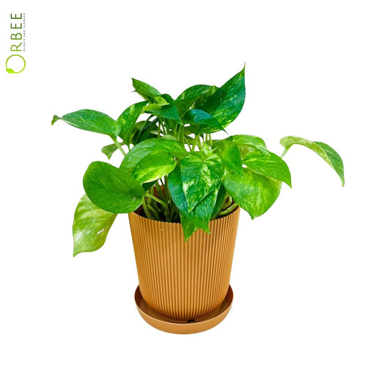 Epipremnum Aureum Hi-Color Plastic Pot
