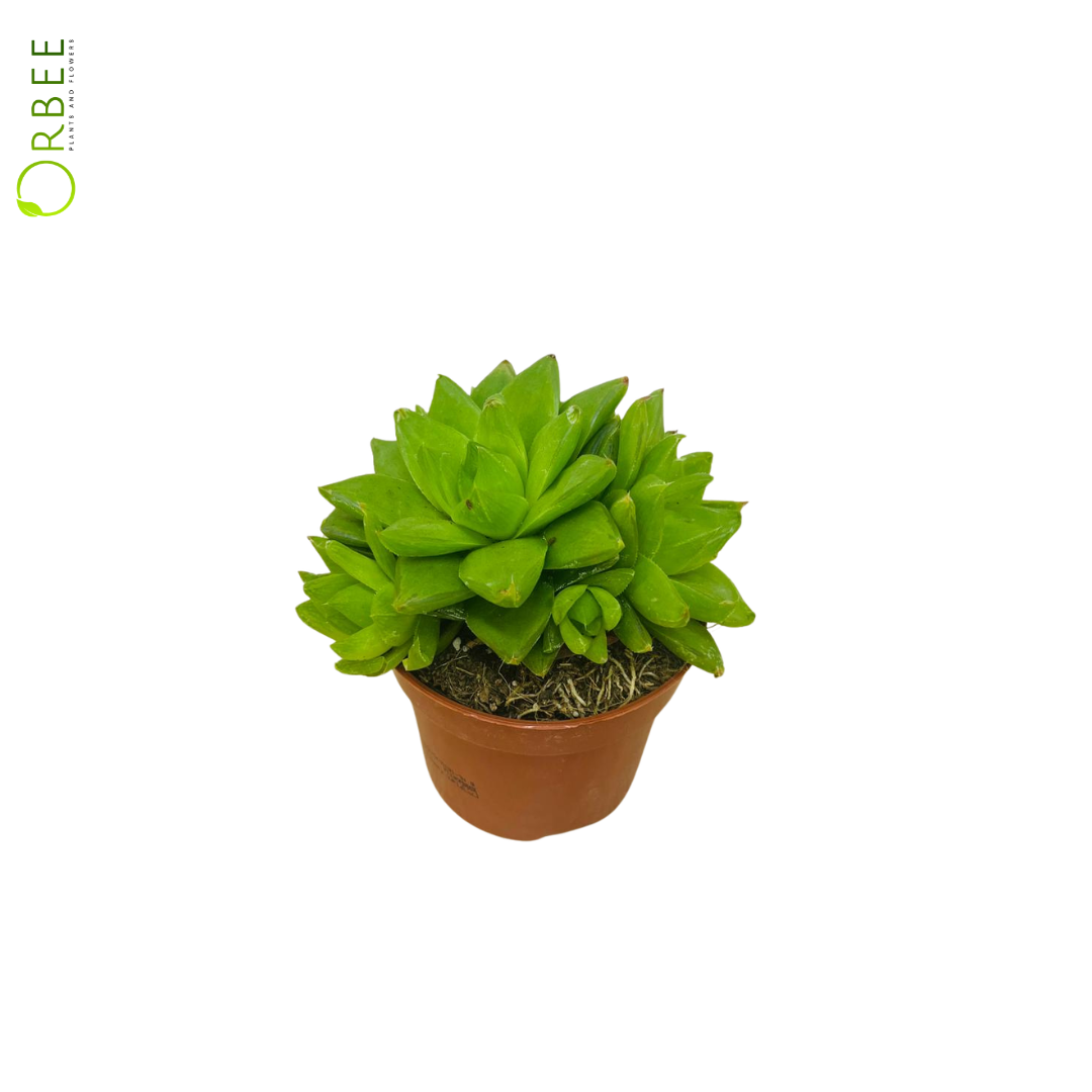 Haworthia Cooperi