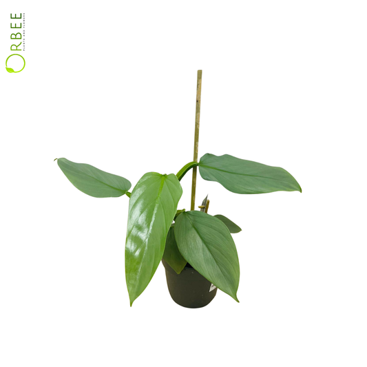 Philodendron Silver Queen