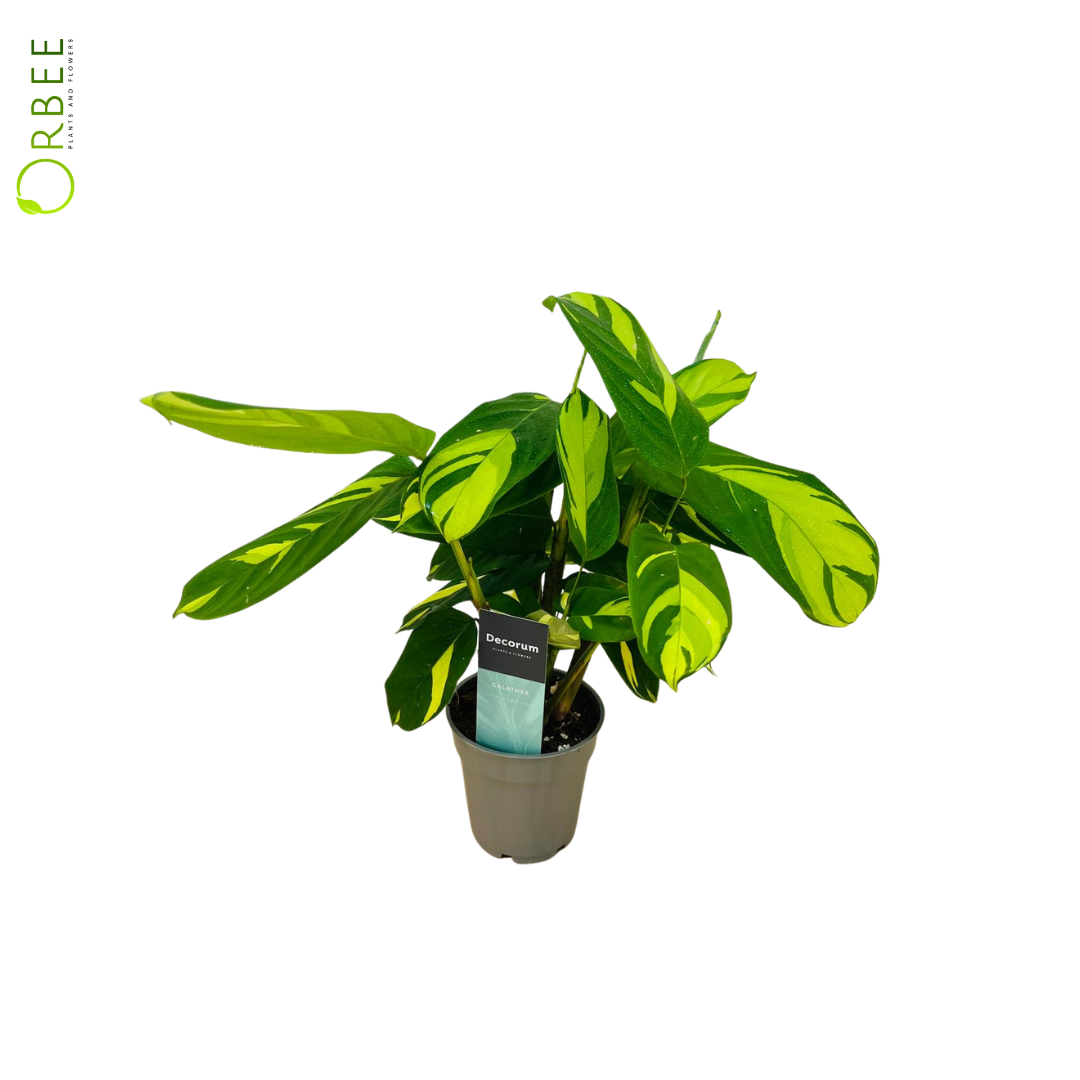 Calathea Pilosa