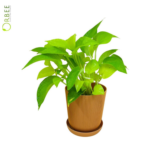 Epipremnum pinn. neon  With Plastic Pot