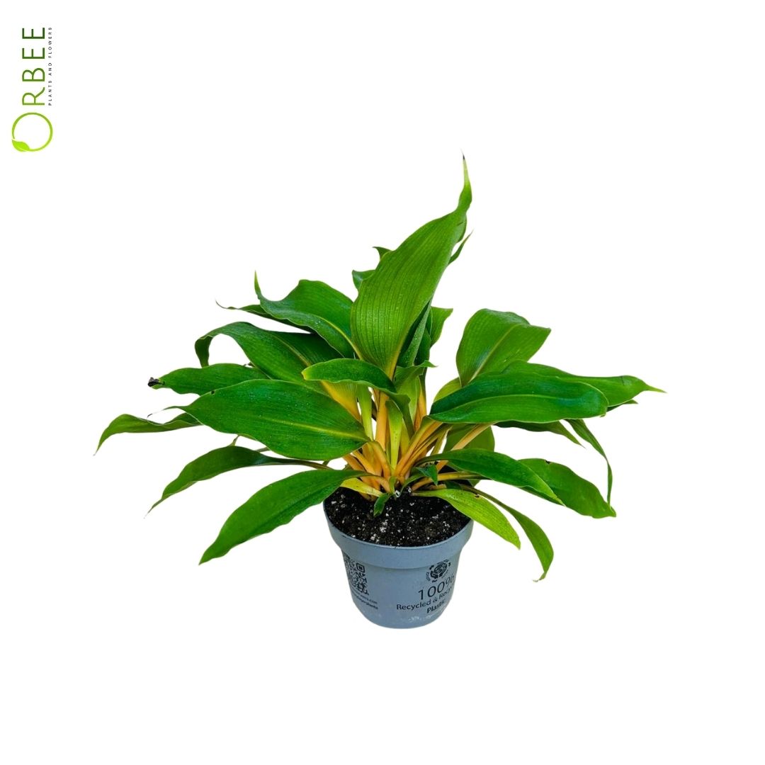 Chlorophytum Orch. Green Orange
