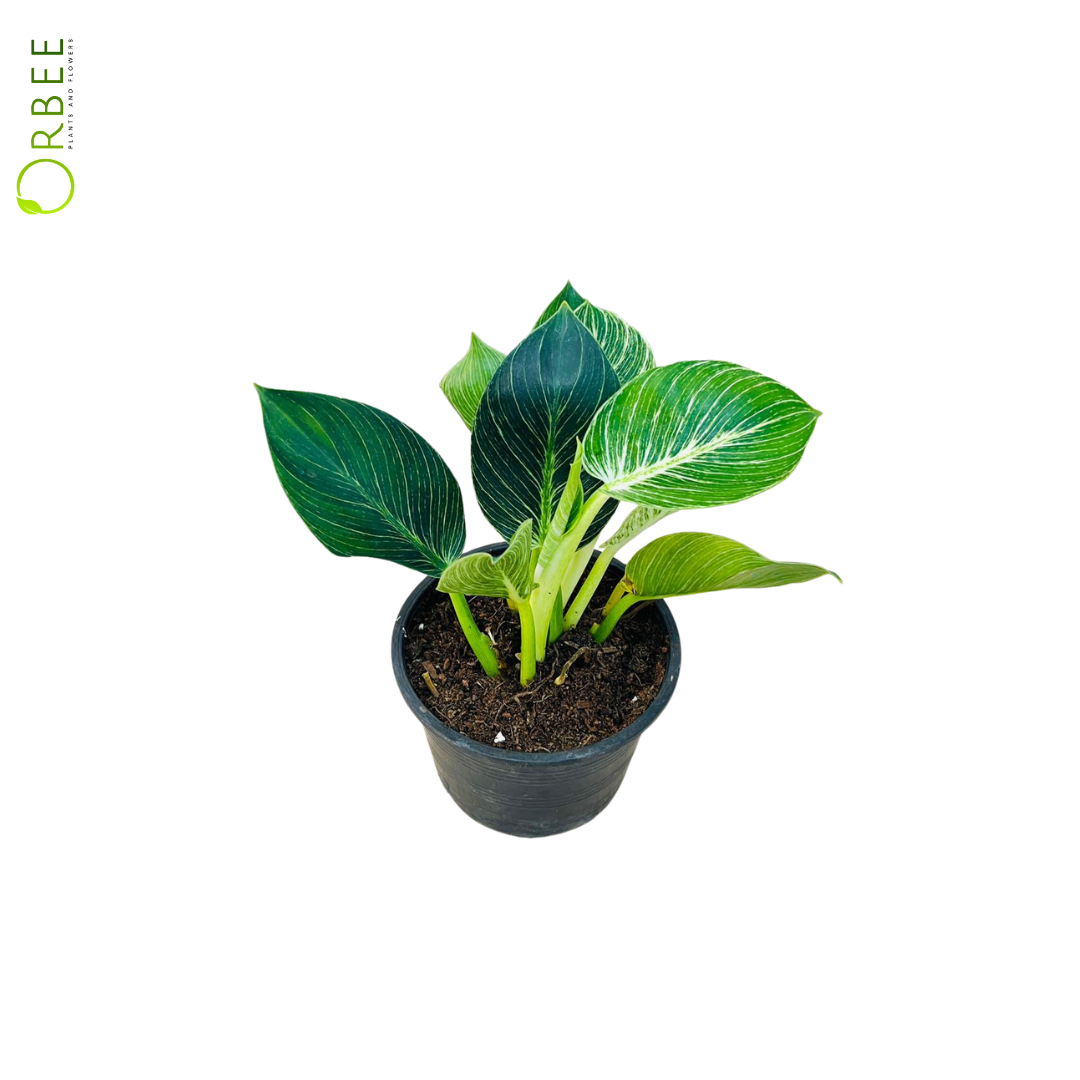 Philodendron Birkin