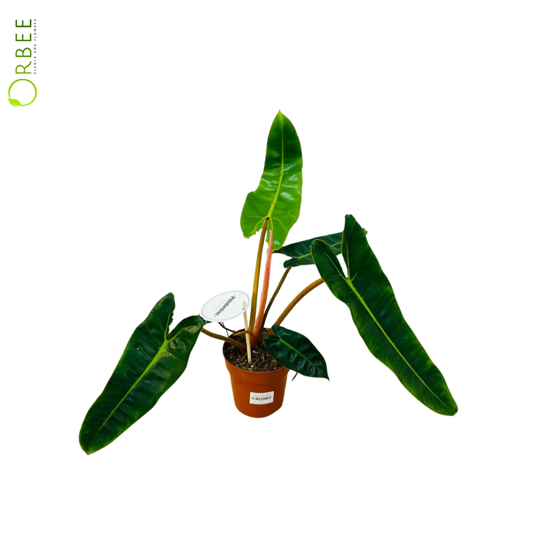 Philodendron Billietiae