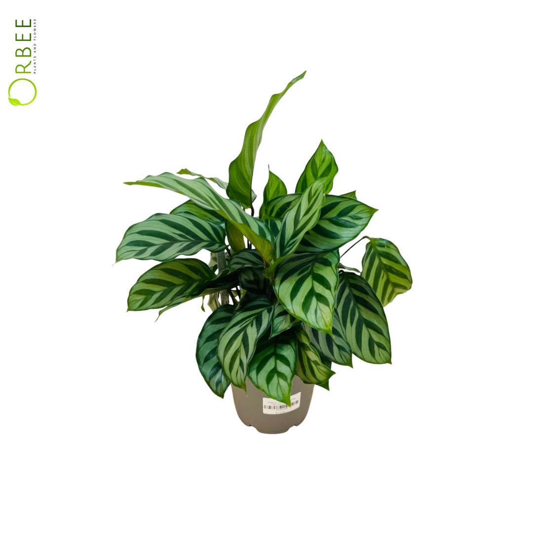 Calathea concinna 'Freddie'