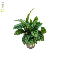 Calathea concinna 'Freddie'