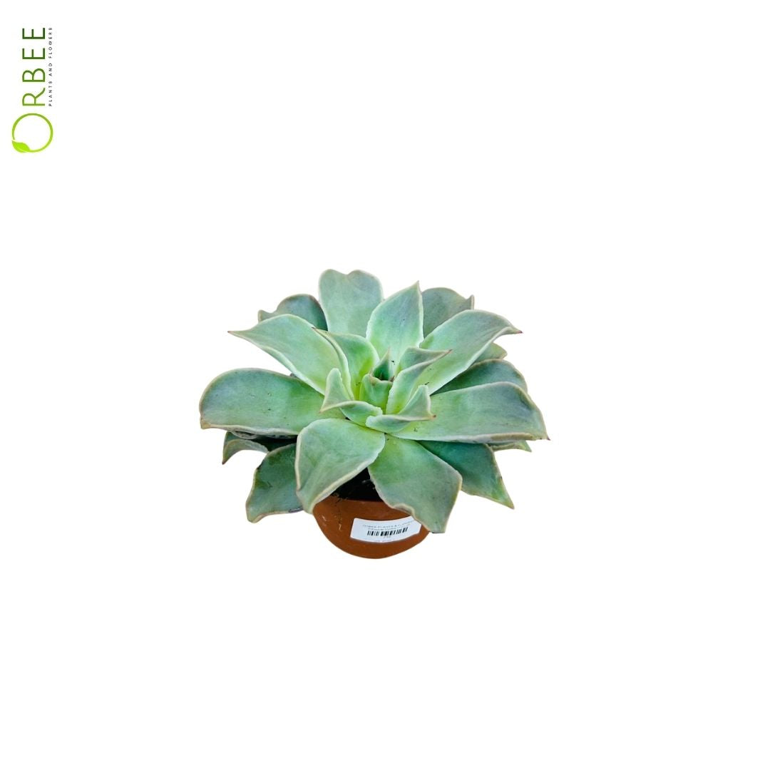 Echeveria Madiba